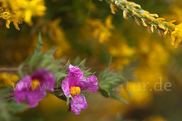 Weißliche Zistrose (Cistus albidus)