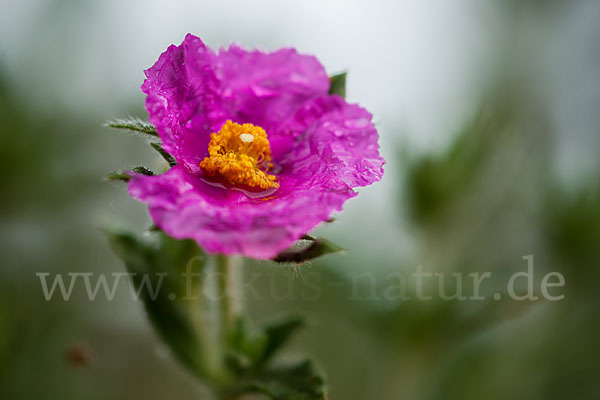 Weißliche Zistrose (Cistus albidus)