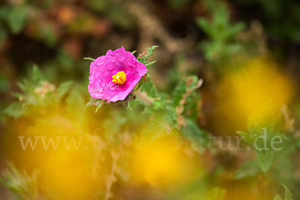 Weißliche Zistrose (Cistus albidus)