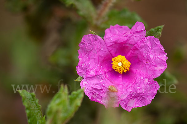 Weißliche Zistrose (Cistus albidus)