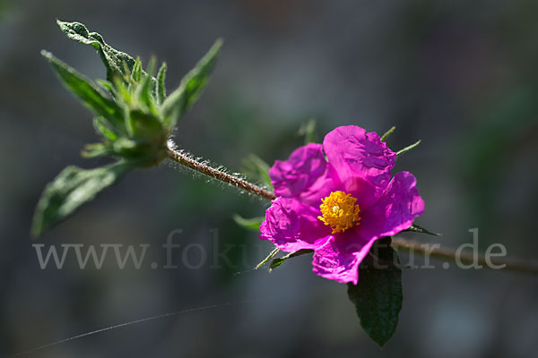 Weißliche Zistrose (Cistus albidus)