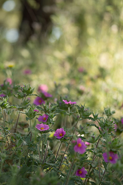 Weißliche Zistrose (Cistus albidus)