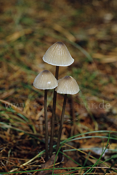 Weißmilchender Helmling (Mycena galopus)