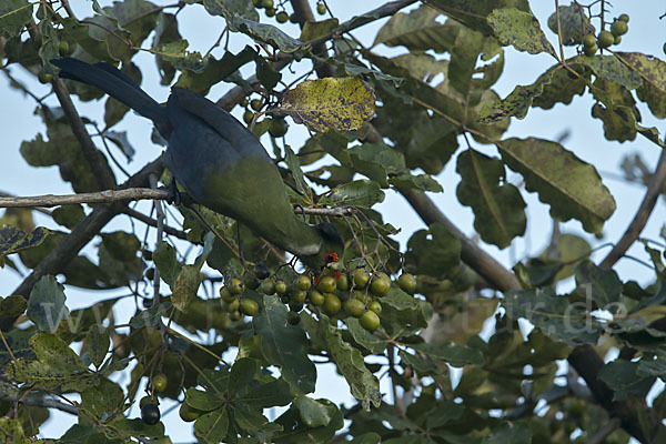 Weißohrturako (Tauraco leucotis)