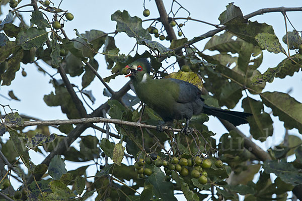 Weißohrturako (Tauraco leucotis)