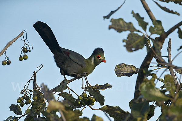 Weißohrturako (Tauraco leucotis)