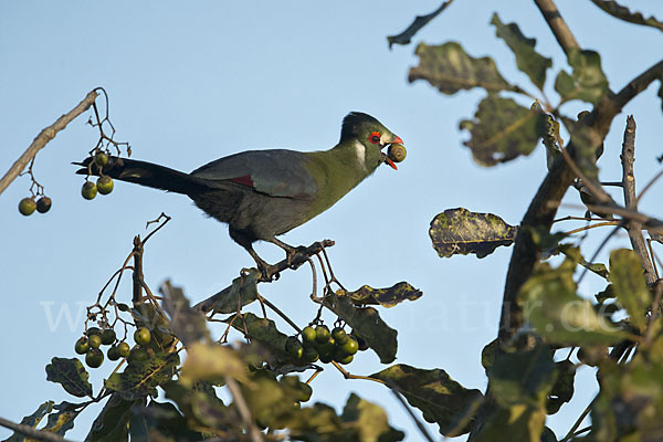 Weißohrturako (Tauraco leucotis)