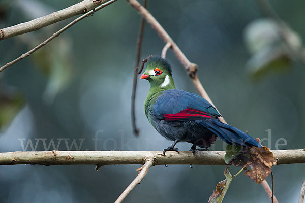 Weißohrturako (Tauraco leucotis)