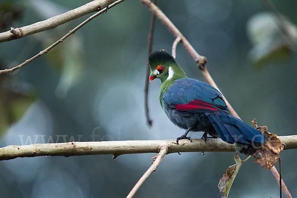 Weißohrturako (Tauraco leucotis)