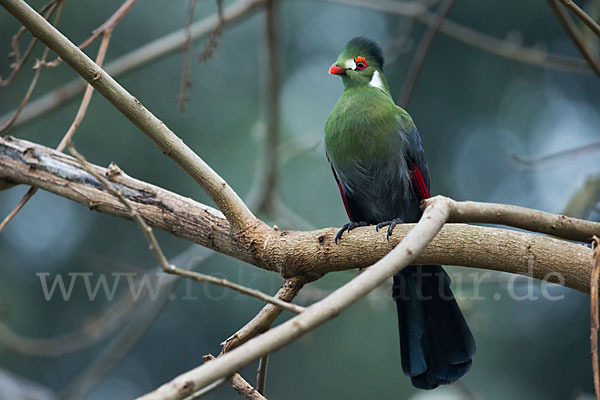 Weißohrturako (Tauraco leucotis)