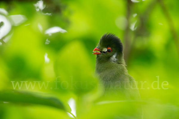 Weißohrturako (Tauraco leucotis)