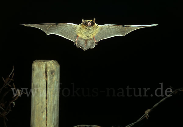 Weißrandfledermaus (Pipistrellus kuhli)