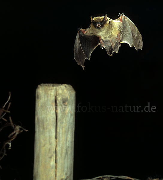 Weißrandfledermaus (Pipistrellus kuhli)