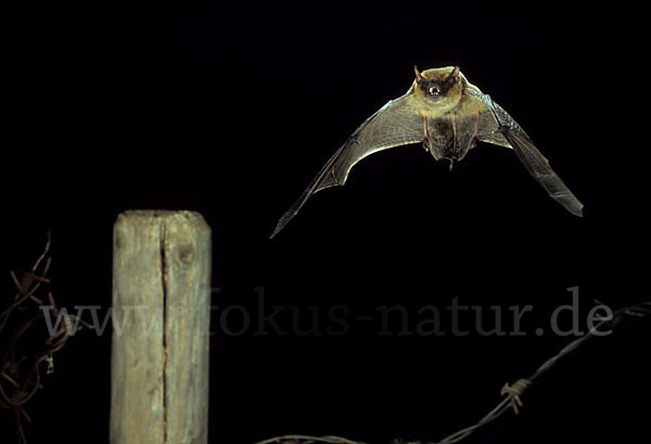 Weißrandfledermaus (Pipistrellus kuhli)