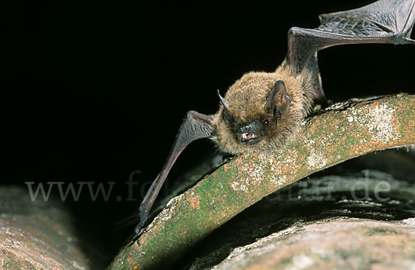 Weißrandfledermaus (Pipistrellus kuhli)