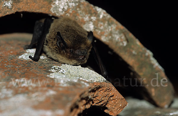 Weißrandfledermaus (Pipistrellus kuhli)