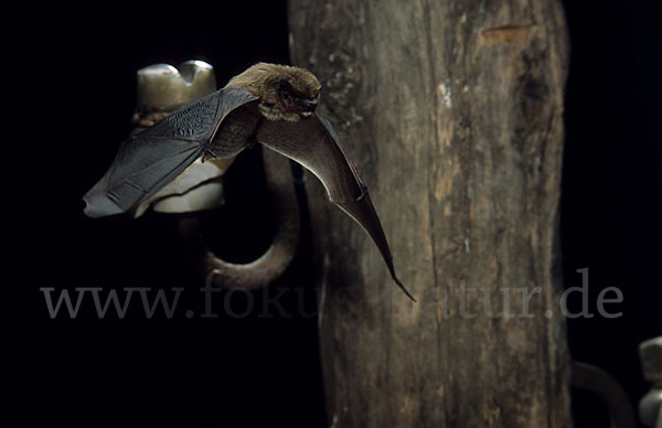 Weißrandfledermaus (Pipistrellus kuhli)