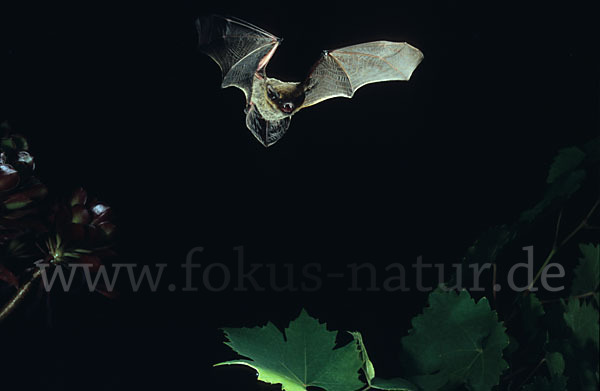 Weißrandfledermaus (Pipistrellus kuhli)