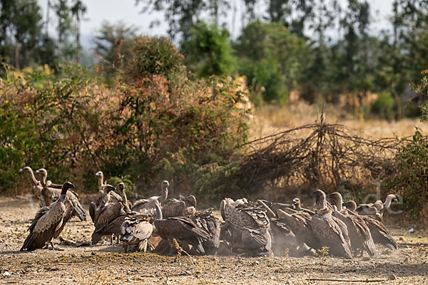 Weißrückengeier (Gyps africanus)