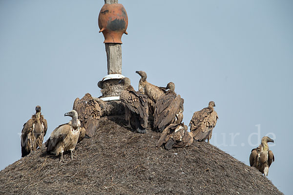 Weißrückengeier (Gyps africanus)