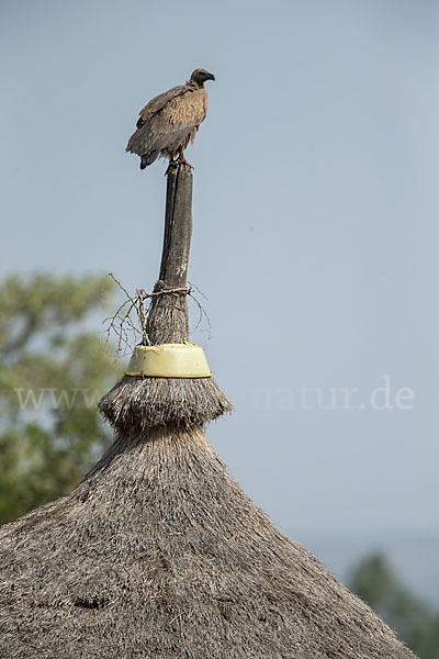 Weißrückengeier (Gyps africanus)