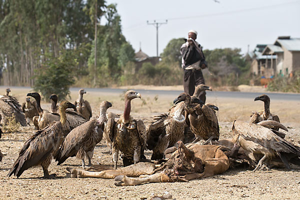 Weißrückengeier (Gyps africanus)