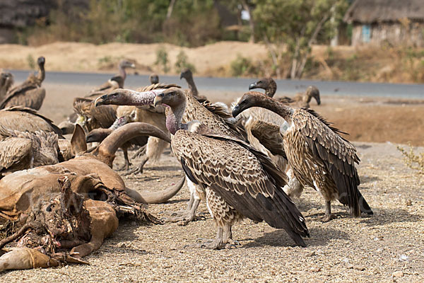 Weißrückengeier (Gyps africanus)