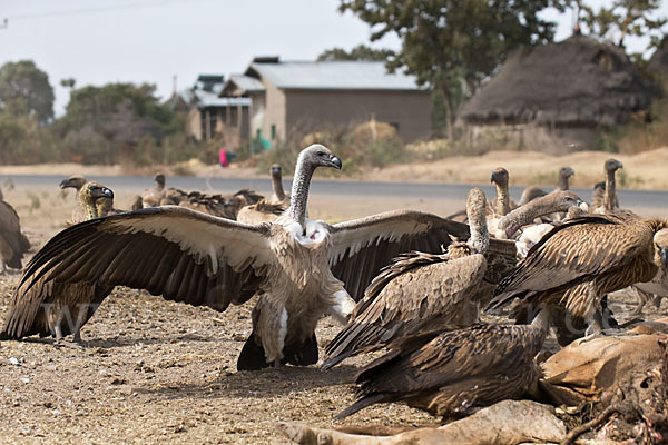 Weißrückengeier (Gyps africanus)