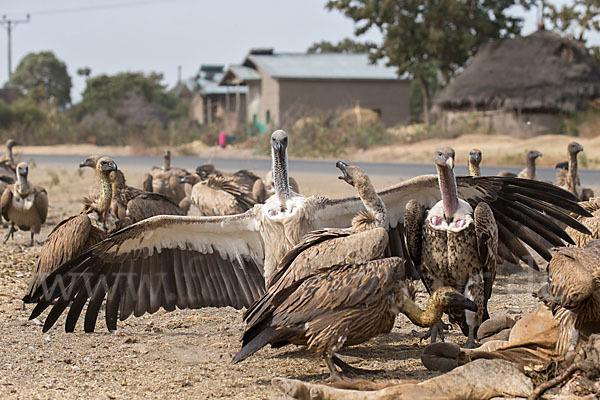 Weißrückengeier (Gyps africanus)