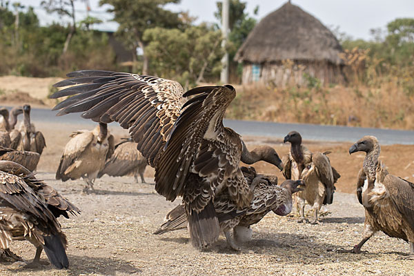 Weißrückengeier (Gyps africanus)