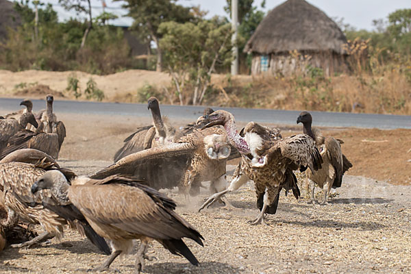 Weißrückengeier (Gyps africanus)
