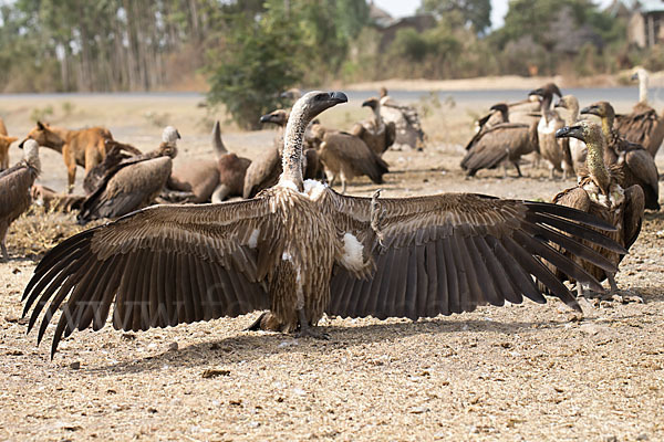 Weißrückengeier (Gyps africanus)