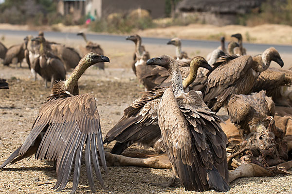 Weißrückengeier (Gyps africanus)