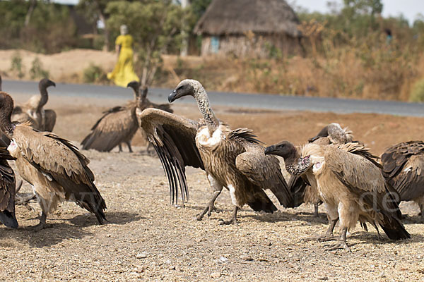 Weißrückengeier (Gyps africanus)