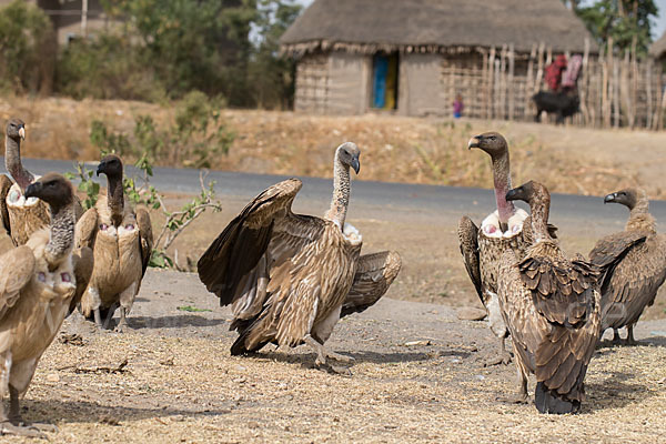 Weißrückengeier (Gyps africanus)