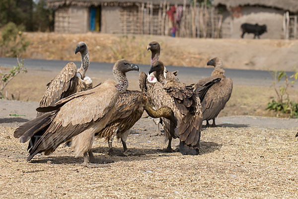 Weißrückengeier (Gyps africanus)