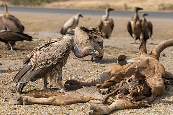 Weißrückengeier (Gyps africanus)