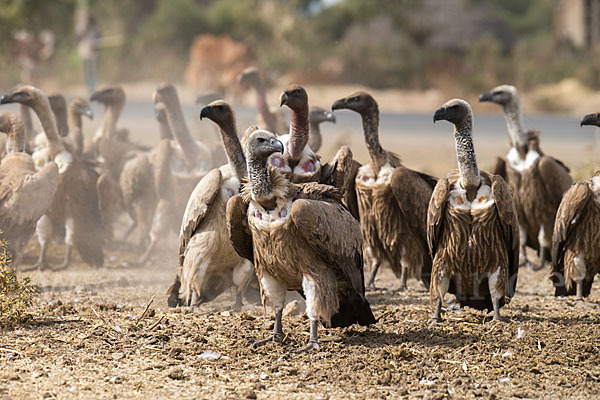 Weißrückengeier (Gyps africanus)