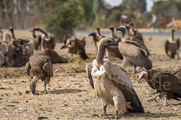 Weißrückengeier (Gyps africanus)