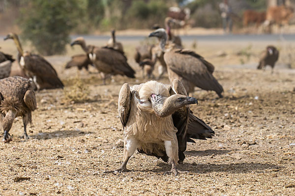 Weißrückengeier (Gyps africanus)