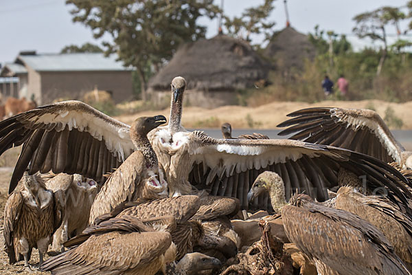 Weißrückengeier (Gyps africanus)