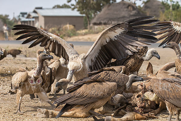 Weißrückengeier (Gyps africanus)