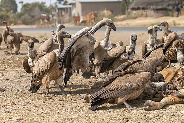 Weißrückengeier (Gyps africanus)