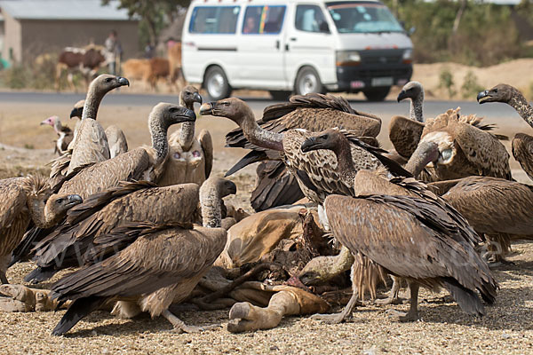 Weißrückengeier (Gyps africanus)