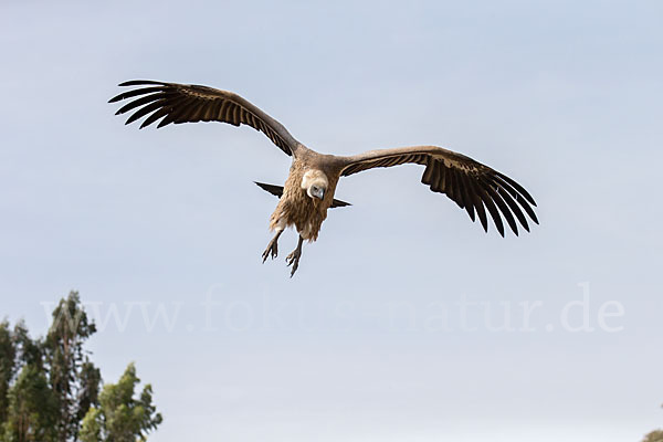 Weißrückengeier (Gyps africanus)