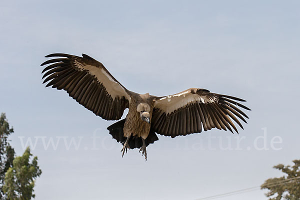 Weißrückengeier (Gyps africanus)