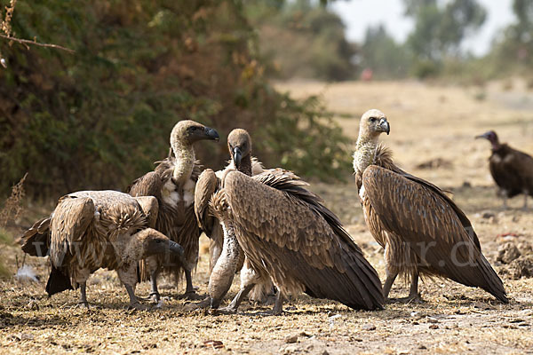 Weißrückengeier (Gyps africanus)