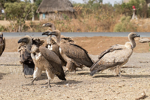 Weißrückengeier (Gyps africanus)