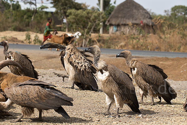 Weißrückengeier (Gyps africanus)