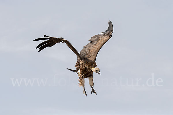 Weißrückengeier (Gyps africanus)